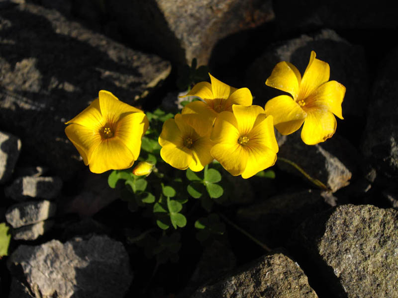 Oxalis perdicaria photo